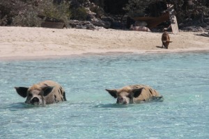 Swimming pigs!  They don't look that big from a distance and then you get up close!