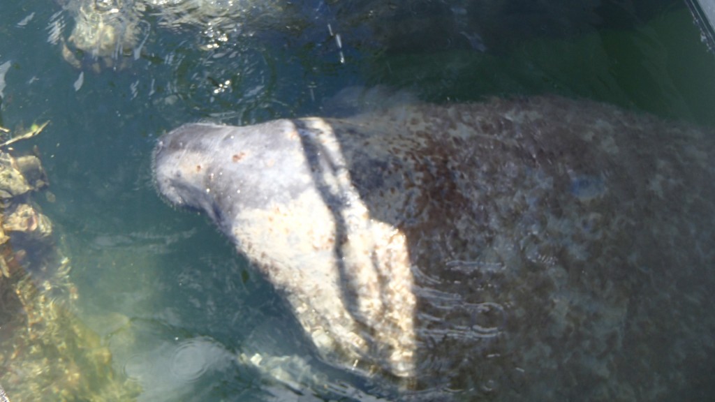One of the two manatees.