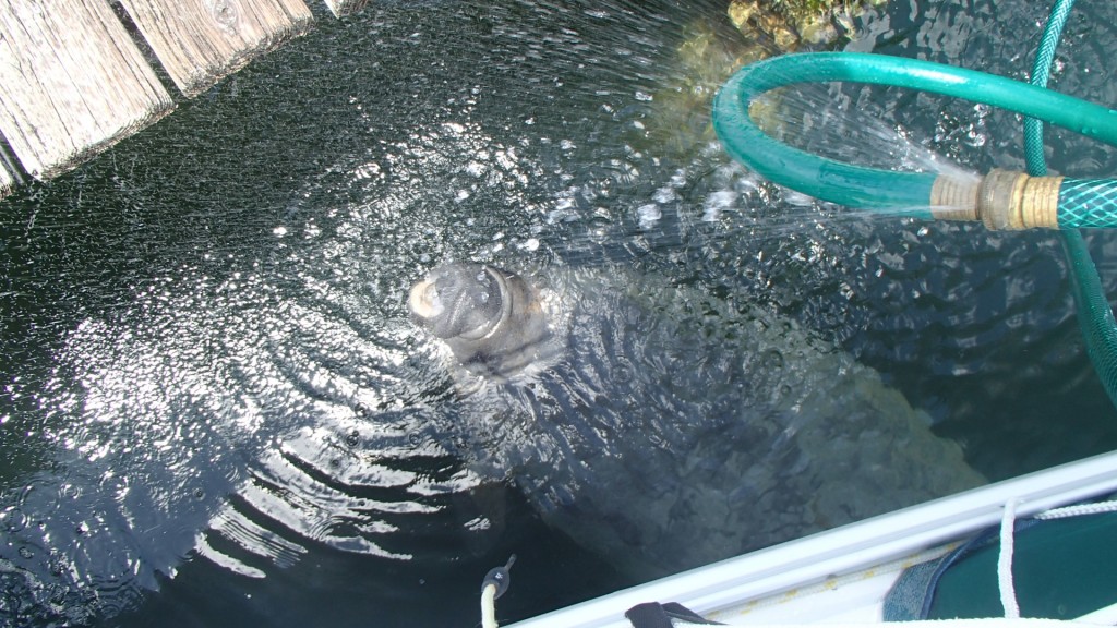 Coming up for a drink of fresh water.  Richard was cleaning the decks of Viatori and using a garden hose attached to the dock to clean things up.  The manatees were getting a drink of freshwater from a leak in our hose.