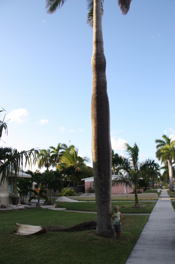 That's a big palm tree.