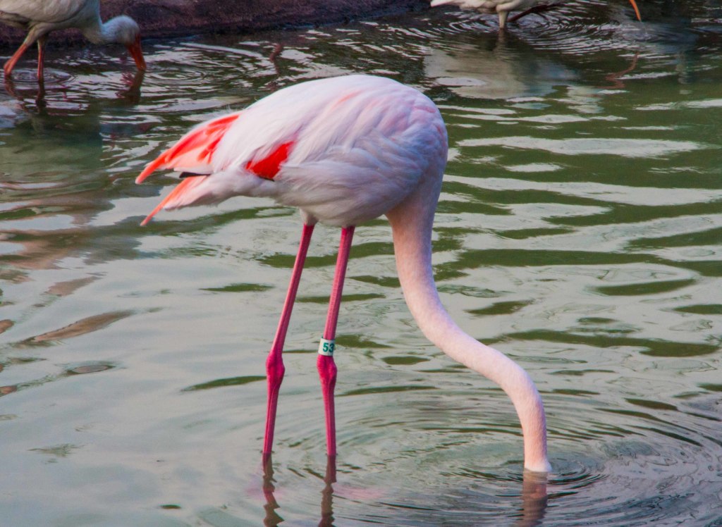 Flamingo on the Animal Kingdom Safari