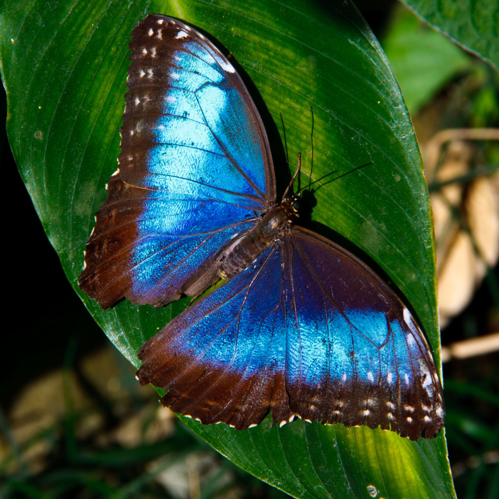 Blue Morpho Butterfly Open