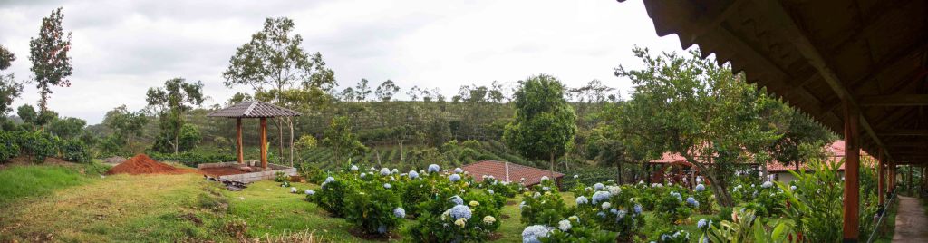 Lots of flowers and fruit trees help protect the the coffee plants from birds by giving them something good to eat.