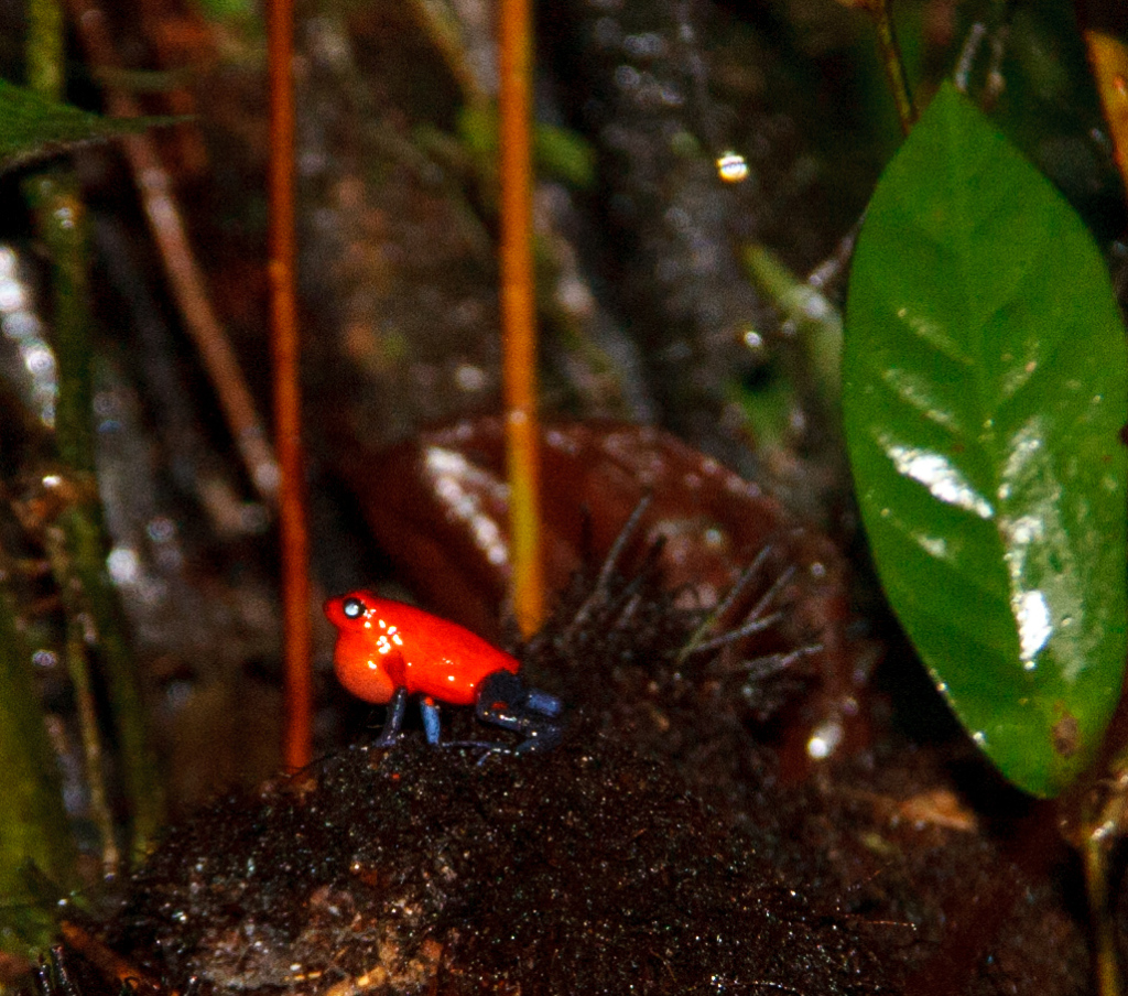 Poison dart tree frog.  It was a red spot on a fallen tree branch.  A guide could hear it, before he saw it.
