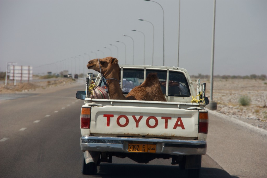 We saw camels. This one was hitching a ride in the back of a truck.