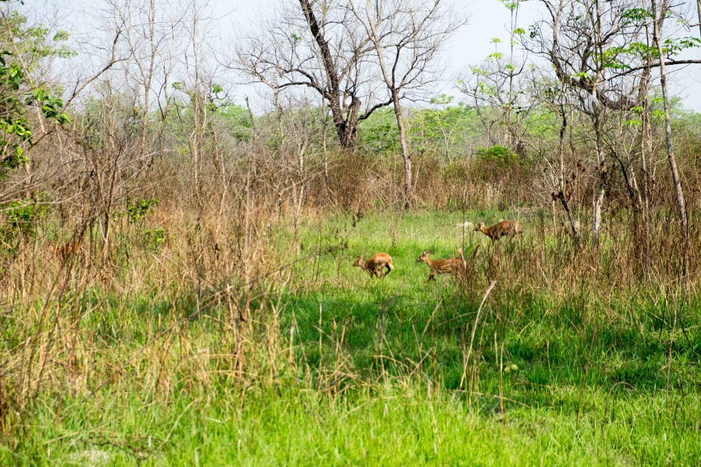On safari one day in Chitwan National Park.
