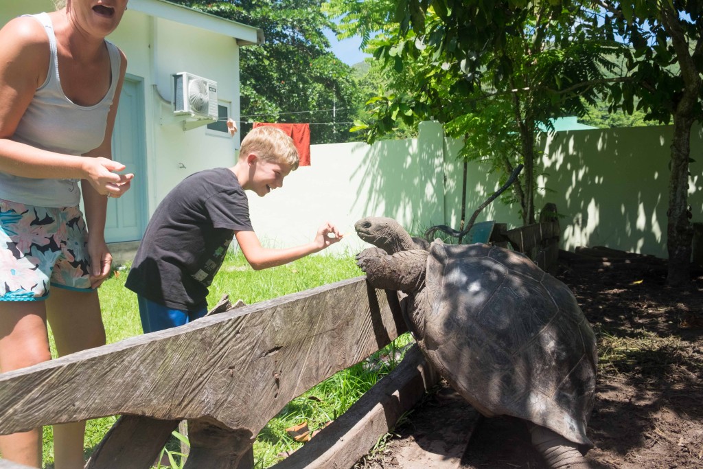 Our inn had tortoises in a muddy pen in the yard. They would "fight" for the food in slo-mo. 